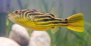 Tetraodon Fahaka - Kogelvis - Koidream Valburg, Dieren en Toebehoren, Vissen | Aquariumvissen, Vis, Zoetwatervis