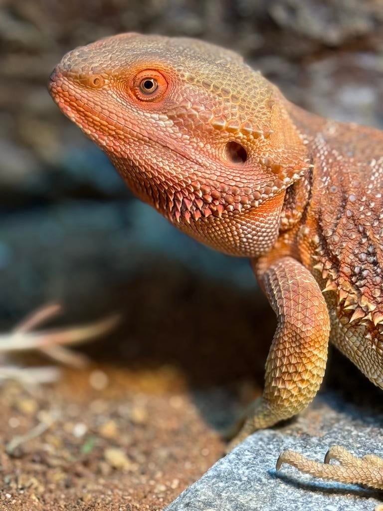 Baardagaam Bearded Dragon - female for sale from Carmen Baalen