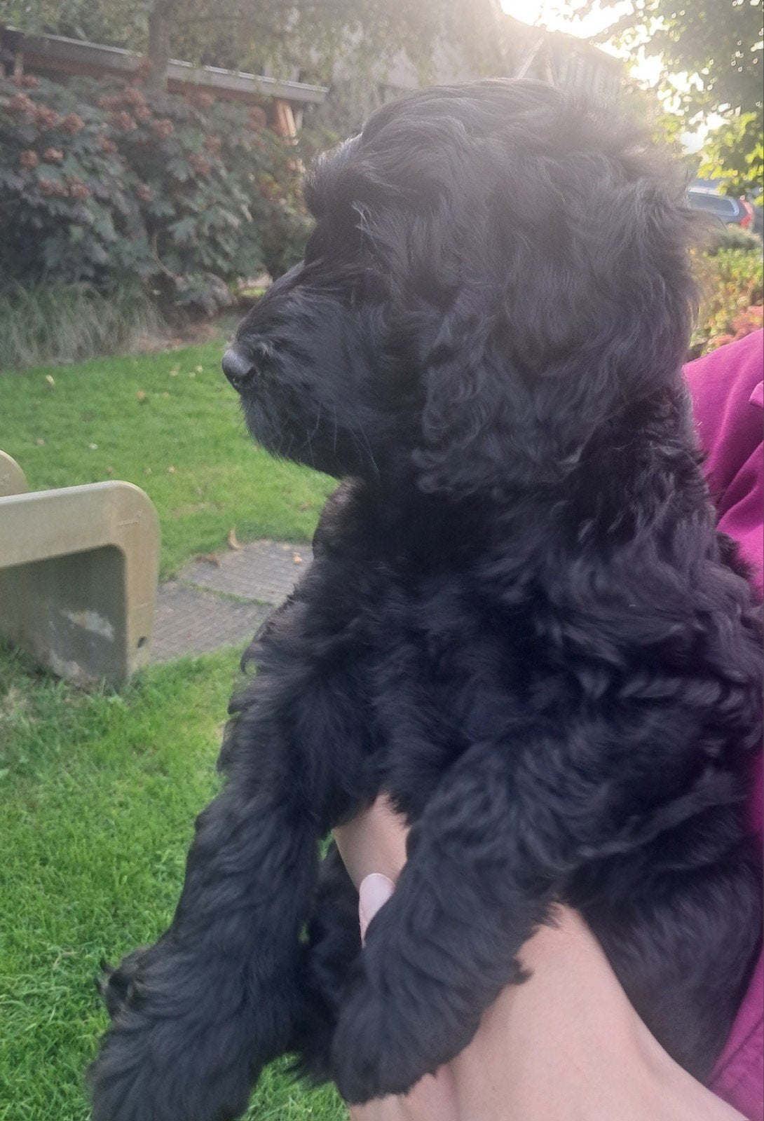 Nog 1 Australian Labradoodle alf1 pup, Overige rassen, 8 tot 15 weken, Meerdere, Meerdere dieren