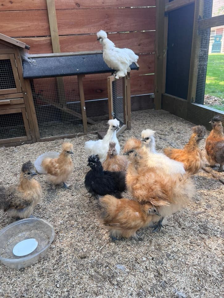 Prachtige USA zijdehoenders. Diverse kleuren en leeftijden., Meerdere dieren, Kip
