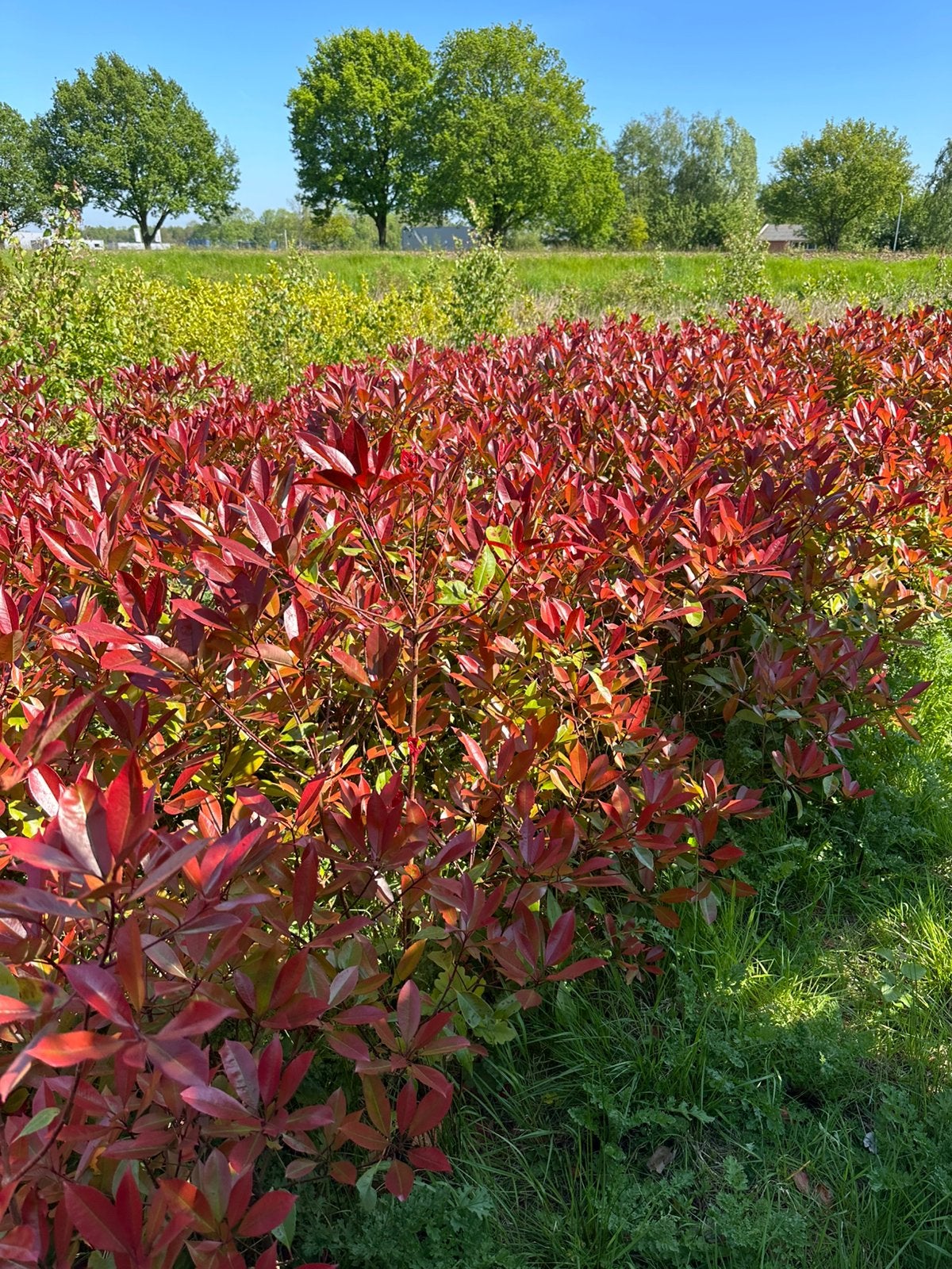 Photinia Red Robin haagplanten, Tuin en Terras, Planten | Struiken en Hagen, Ophalen, Overige soorten, 100 tot 250 cm