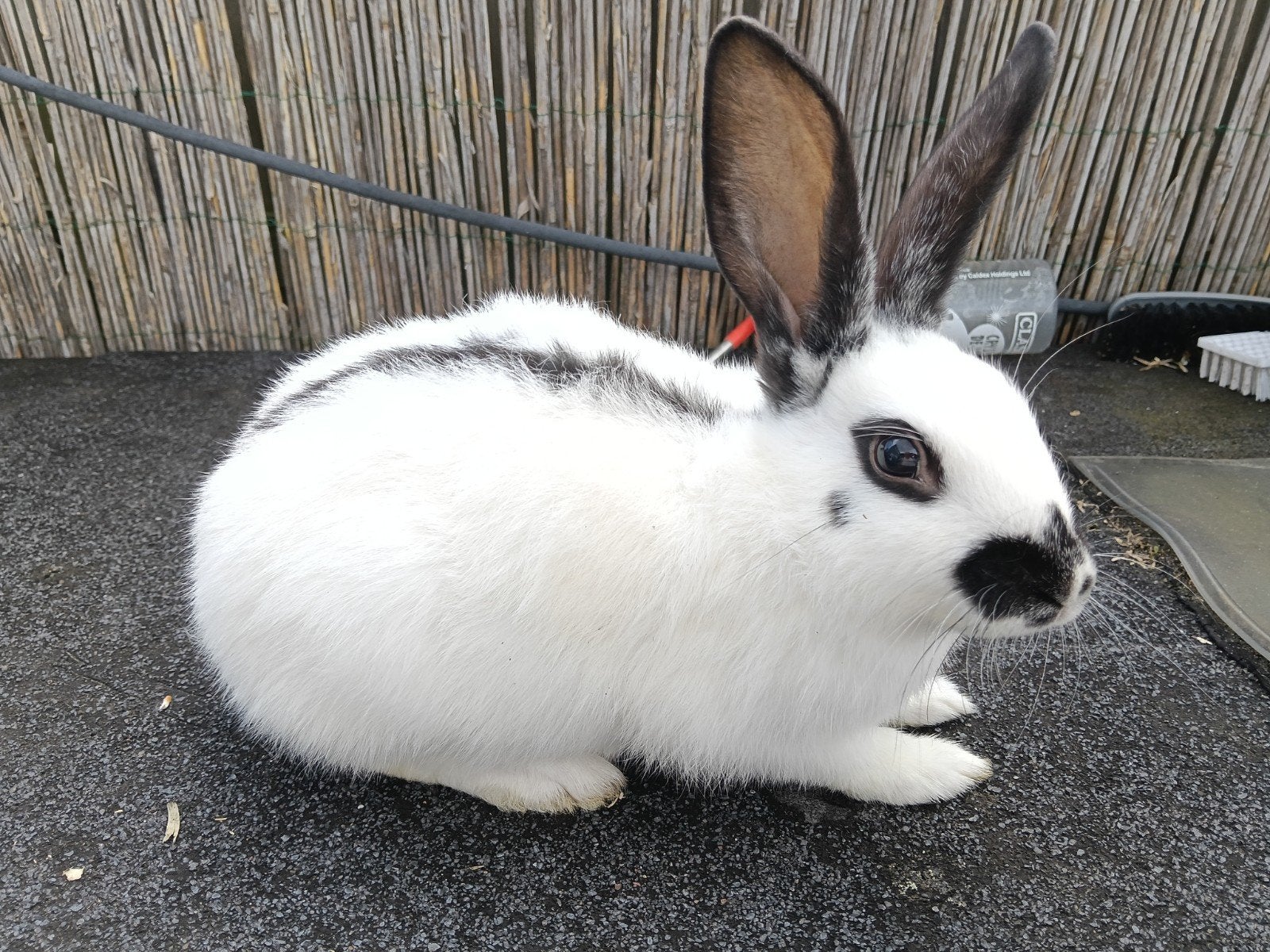 2 Lotharinger konijntjes, Dieren en Toebehoren, Konijnen, Meerdere dieren, Groot