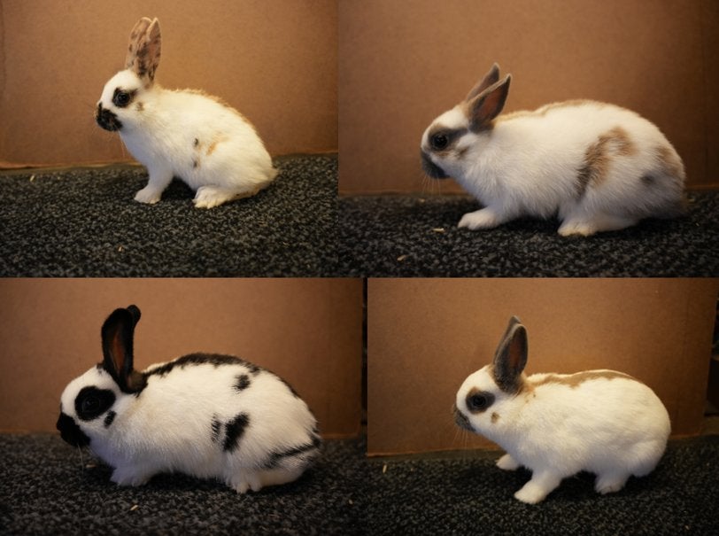 Lotharingerdwergen (verschillende kleuren), Meerdere dieren, Dwerg, 0 tot 2 jaar