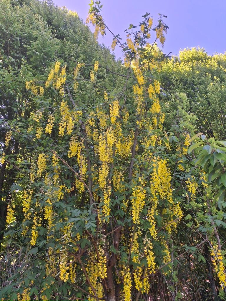 Gouden Regen als boom (Laburnum watereri 'Vossii') | OP = OP, Overige soorten, Lente, 250 tot 400 cm, Ophalen