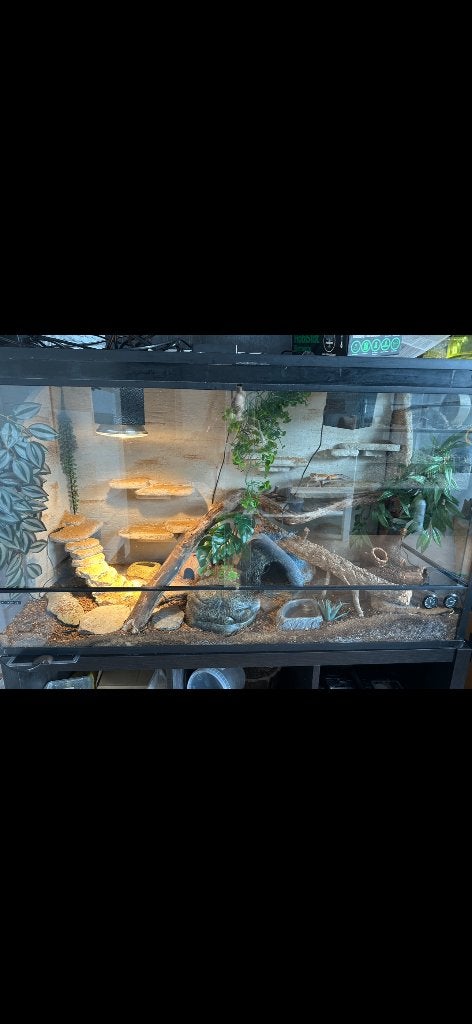 Luipaard gekko (eventueel met terrarium) Leopard Gecko photo 4