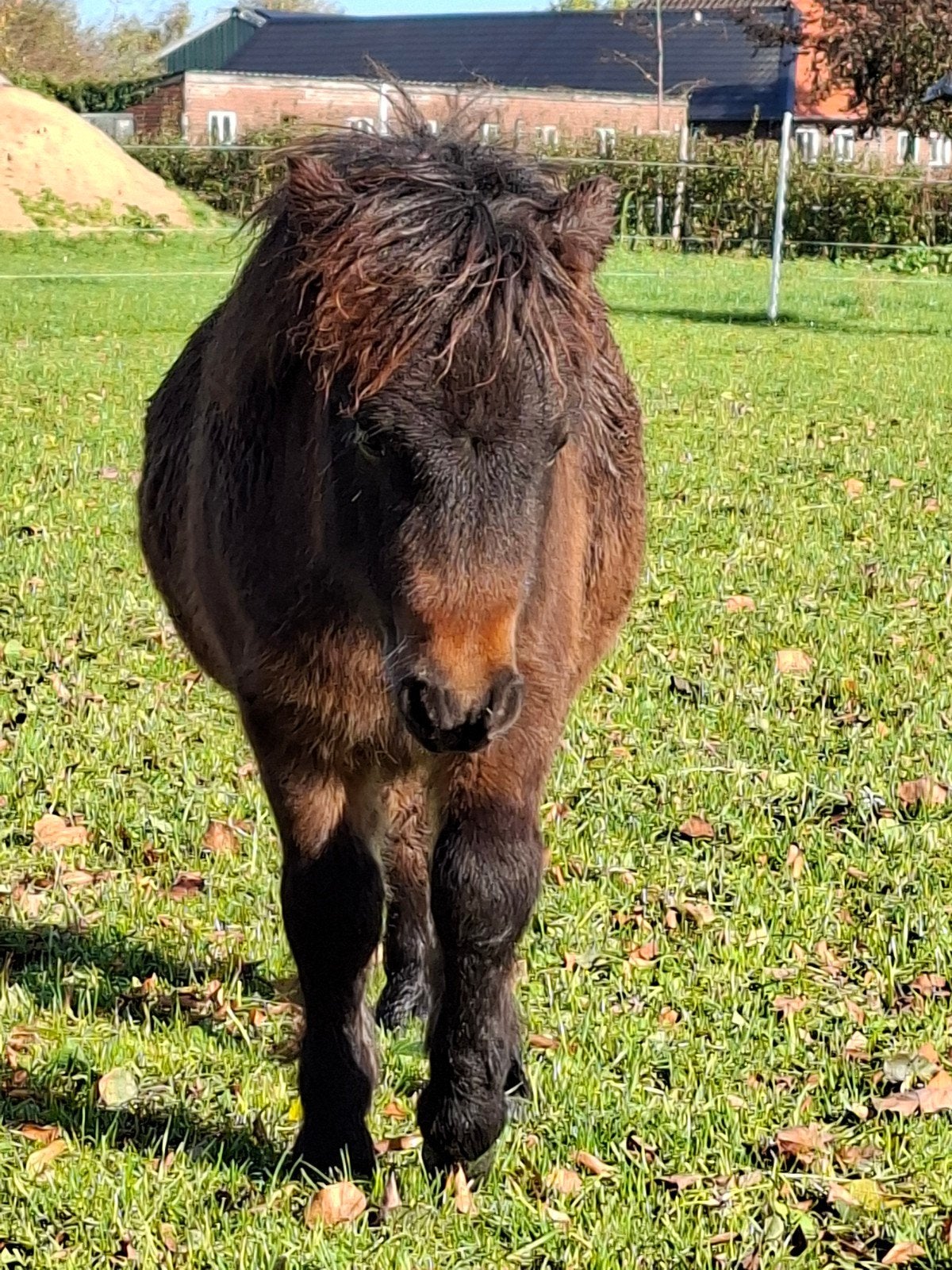 shetlander hengstveulen uit een kroonmoeder, Dieren en Toebehoren, Hengst, A pony (tot 1.17m), Ontwormd, 0 tot 2 jaar