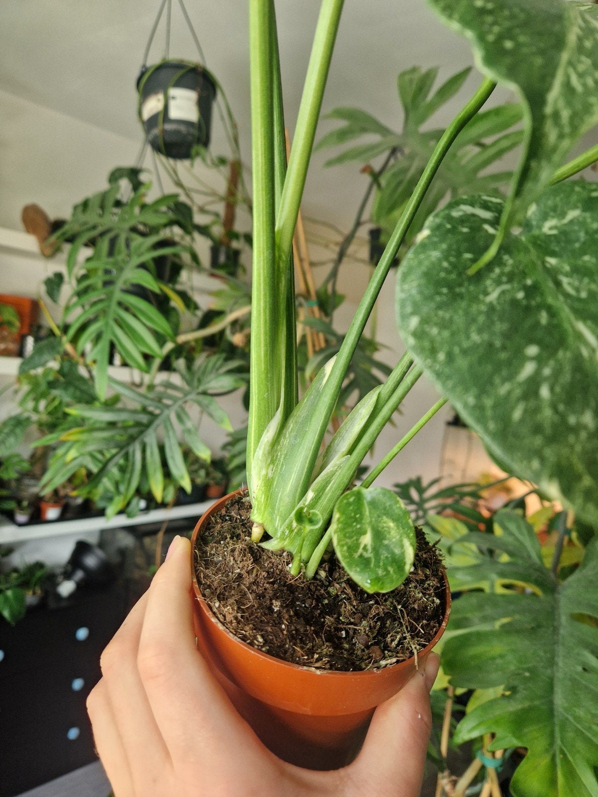 Monstera thai constellation, meerdere beschikbaar🌿, Huis en Inrichting, Kamerplanten, Overige soorten, In pot, Minder dan 100 cm