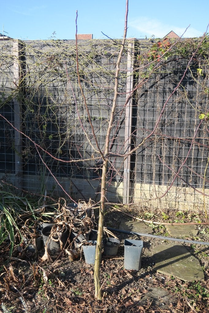 Wilde Appelboompjes, Tuin en Terras, Ophalen, 100 tot 250 cm, Appelboom, Lente