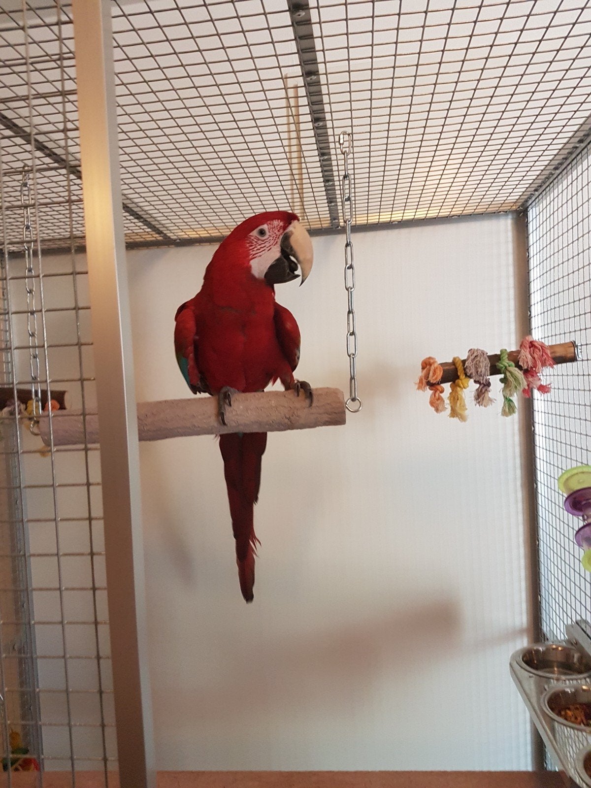 Papegaai, Dieren en Toebehoren, Mannelijk, Papegaai