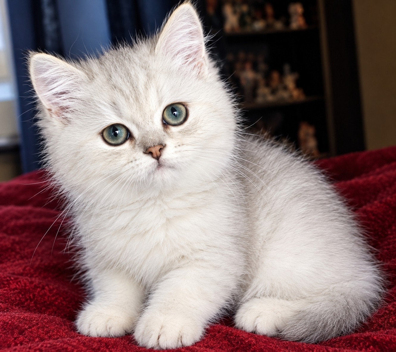 kittens british korthaar  chinchilla, Kater, Met stamboom, 0 tot 2 jaar