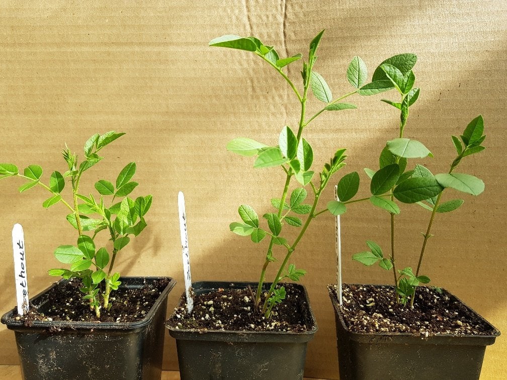 Zoethout plant (Glycyrrhiza glabra), Ophalen, Vaste plant, Overige soorten, Volle zon