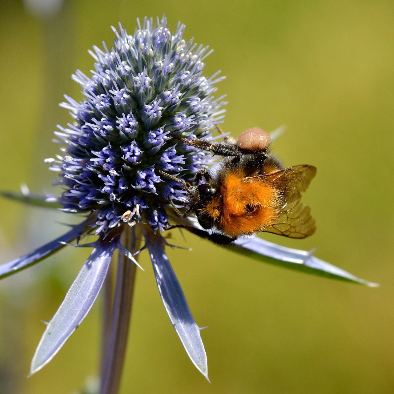 Kruisdistel zaden, Eryngium, Tuin en Terras, Bloembollen en Zaden, Verzenden, Volle zon