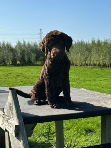 GOLDENDOODLE PUP REU YVAR, Nederland, 15 weken tot 1 jaar, CDV (hondenziekte), Eén hond