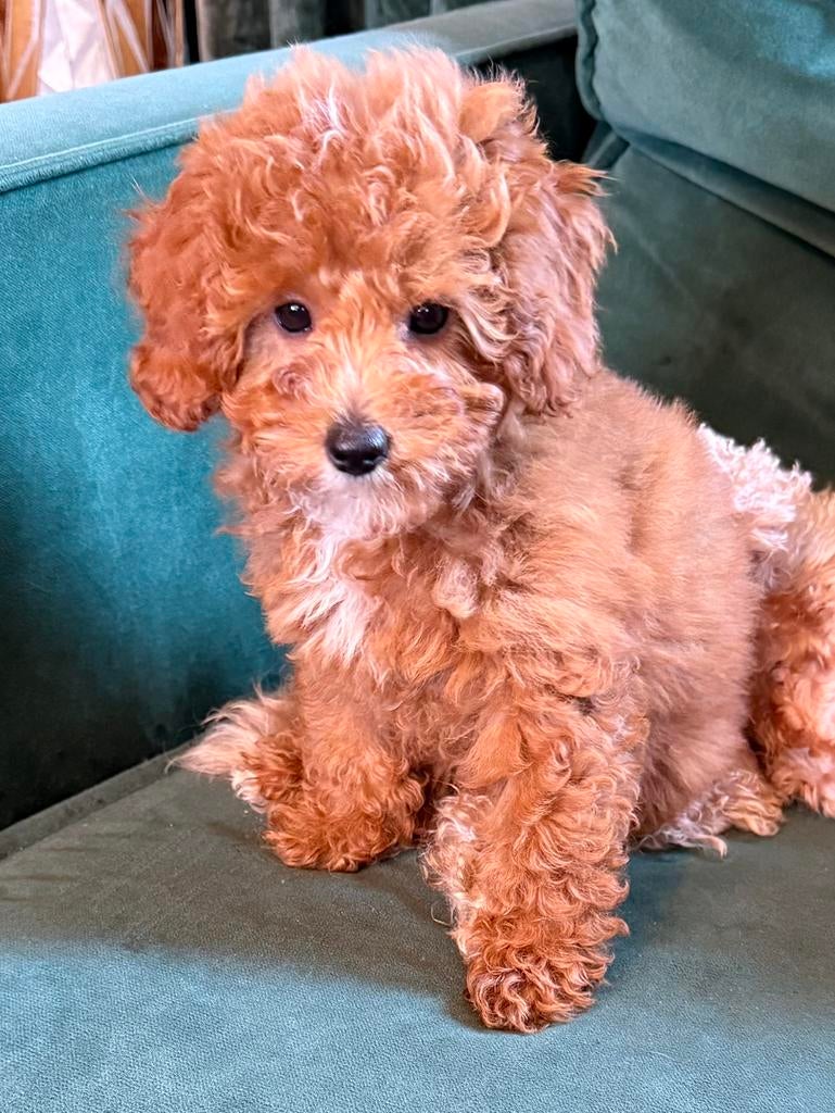 Maltipoo pups, Parvo, Overige rassen, 8 tot 15 weken, Meerdere