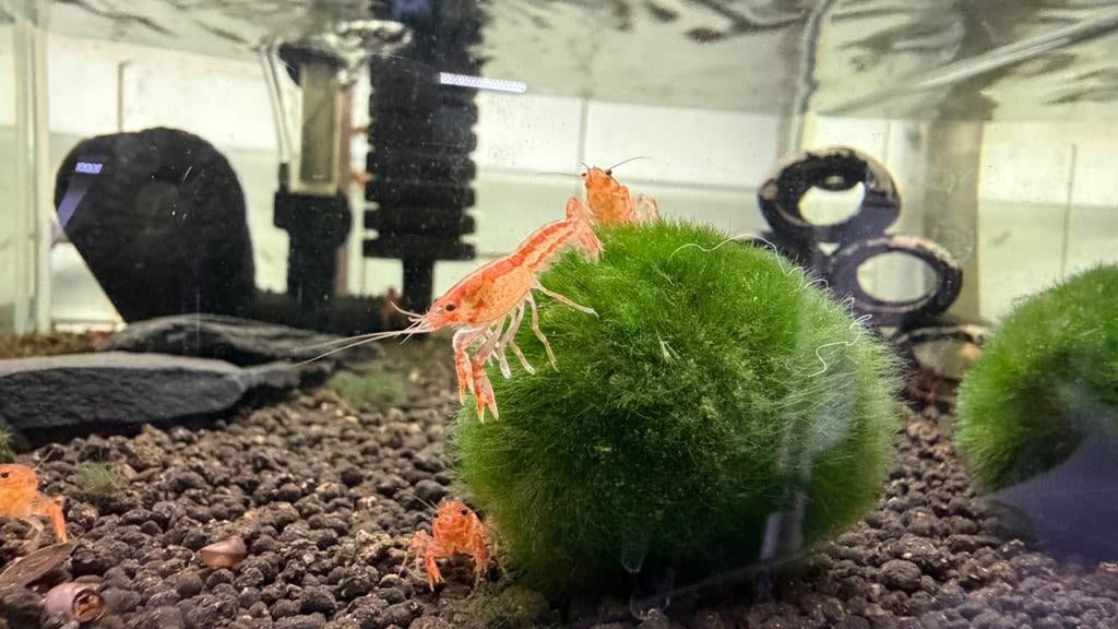 Cpo dwerg kreeft, Dieren en Toebehoren, Kreeft, Krab of Garnaal