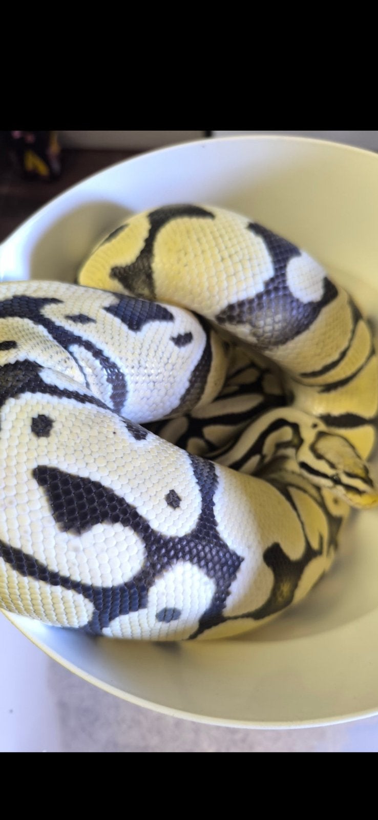 Python regius desert ghost, Slang, 3 tot 6 jaar