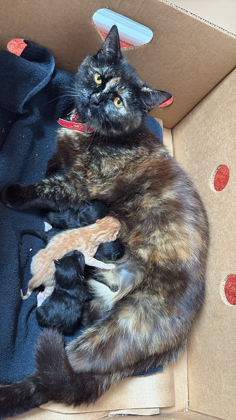 4 lieve kitten te koop!, Poes