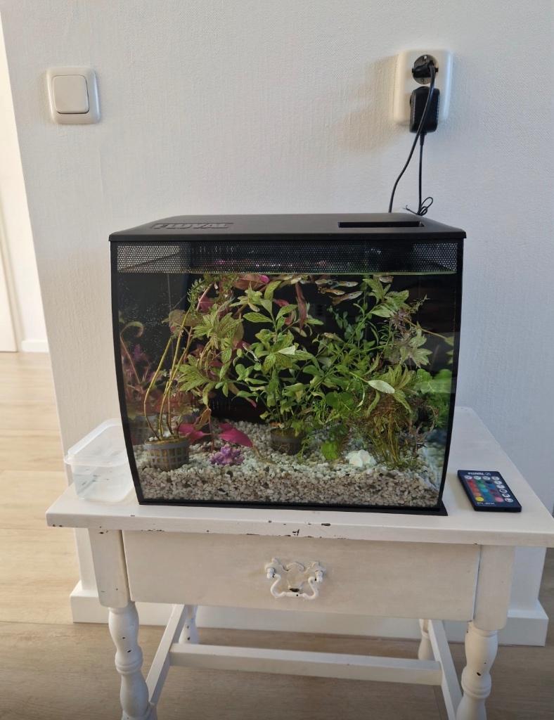Guppen in Fluval aquarium met alle benodigdheden erbij, Ophalen, Gebruikt, Inclusief vissen, Gevuld zoetwateraquarium