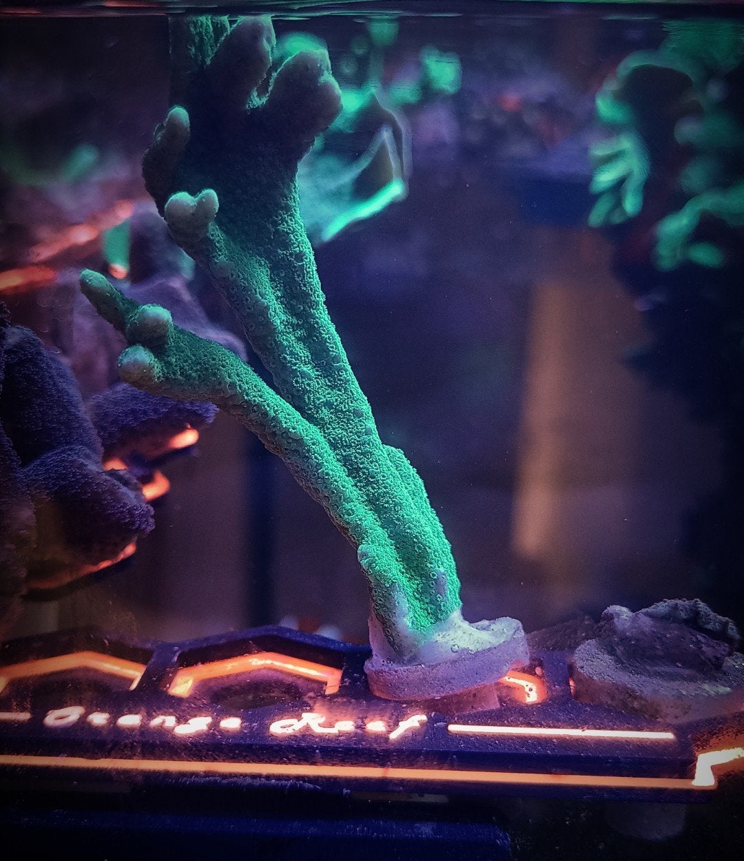 Groene monitpora digitata, Overige typen, Zoutwatervis