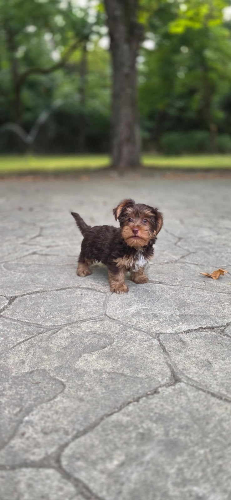 Yorkshire Terrier Puppy, Particulier, 15 weken tot 1 jaar, Overige rassen, Buitenland