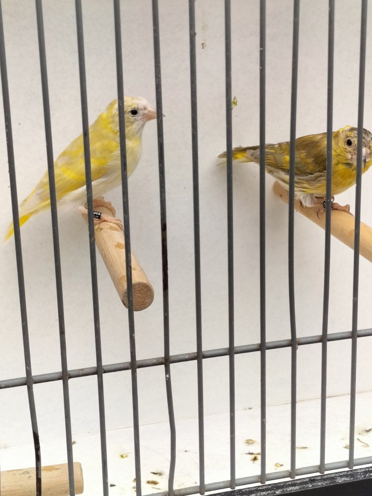 2 koppels sijzen, Dieren en Toebehoren, Vogels | Overige Vogels, Meerdere dieren, Wildzangvogel