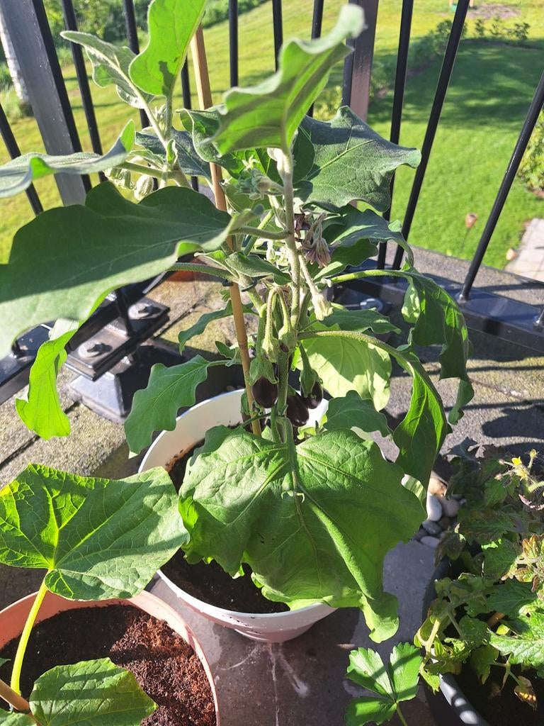 Aubergine 50 cent per stuk, Ophalen, Volle zon