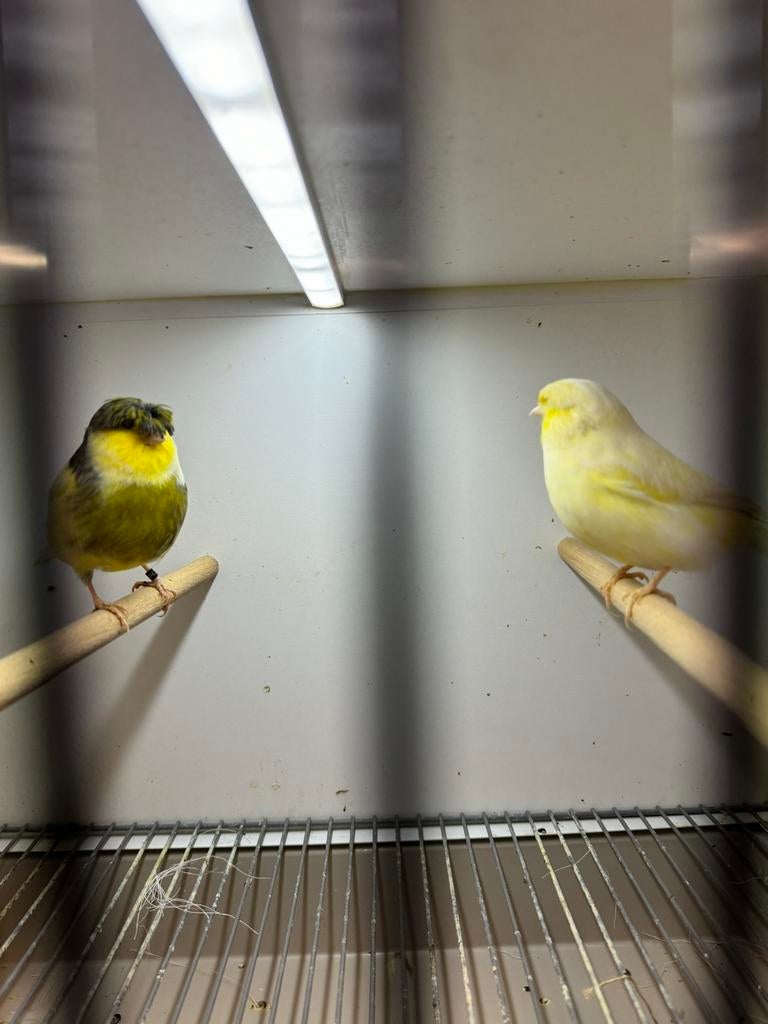 Gloster kanaries koopel, Dieren en Toebehoren, Vogels | Kanaries, Meerdere dieren, Kleurkanarie
