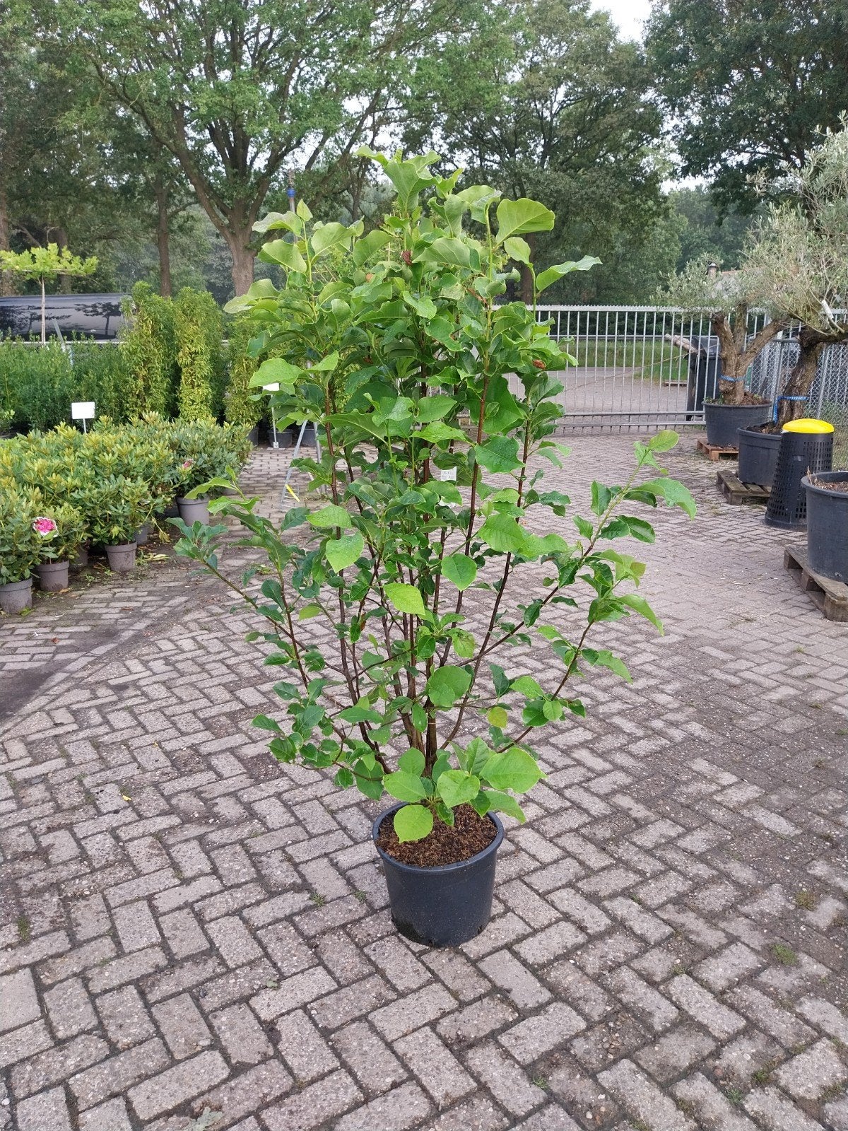 Grote Magnolia Struiken - Prachtige Bloeier voor uw Tuin, Volle zon, Vaste plant, Lente, Ophalen