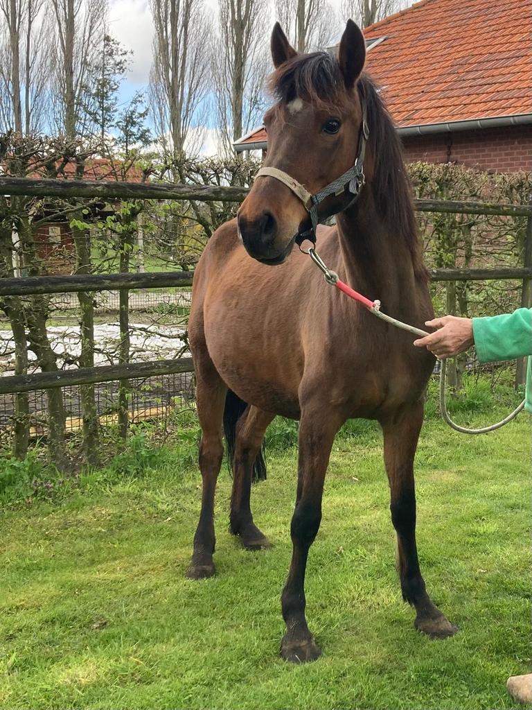 New Forest-merrie (drachtig), Merrie, 3 tot 6 jaar, Met stamboom, Onbeleerd