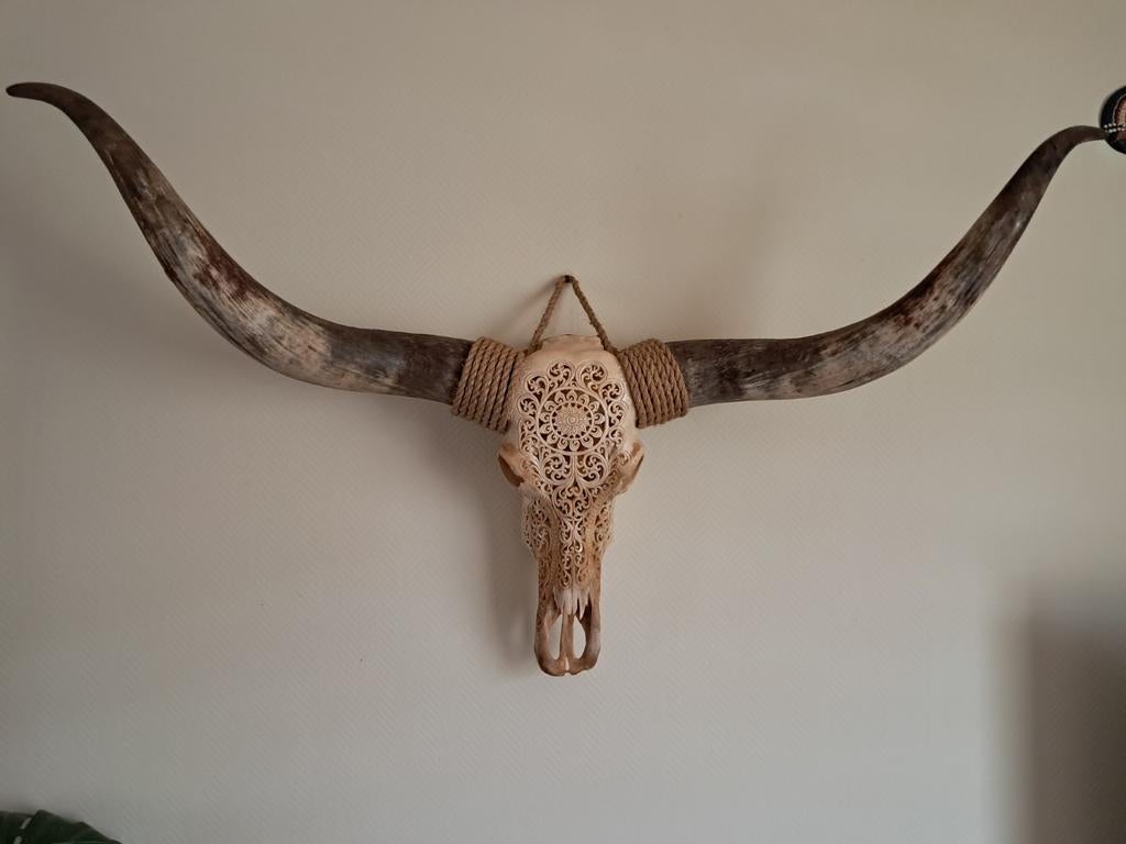 Longhoorn decoratieve schedel, Huis en Inrichting, Woonaccessoires | Overige, Ophalen
