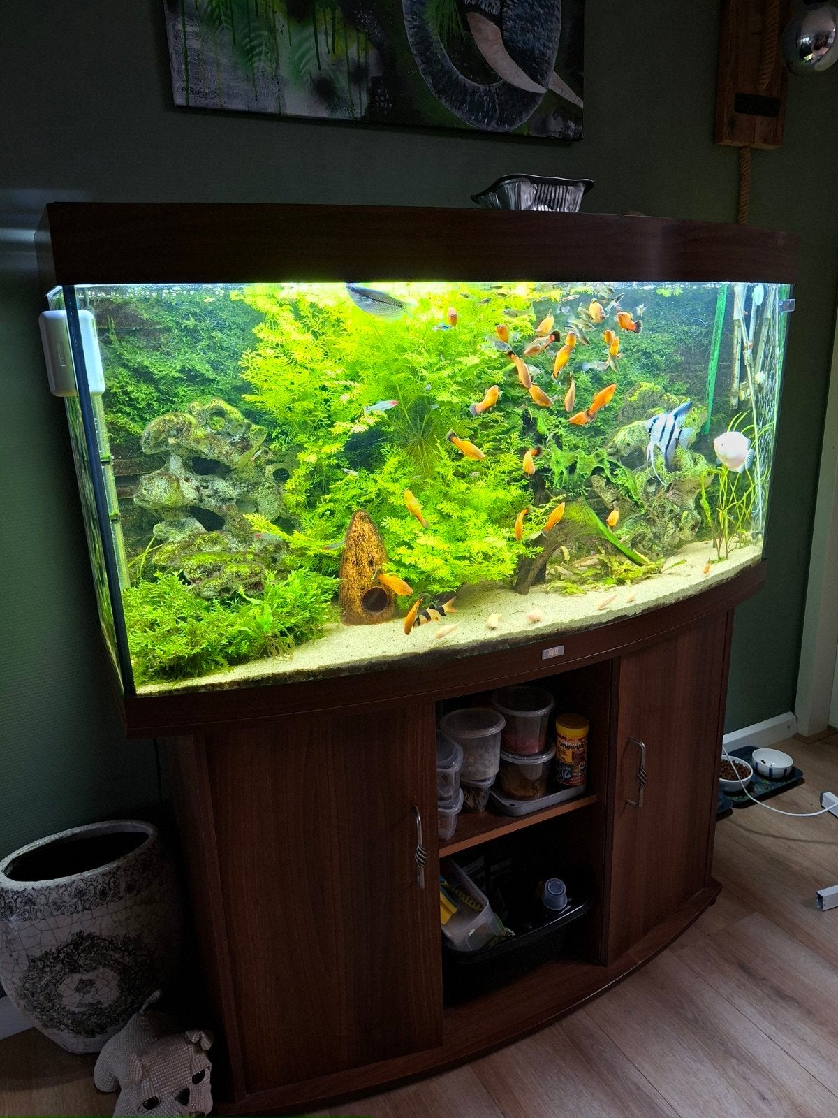 panorama aquarium juwel, Overige typen, Zoetwatervis