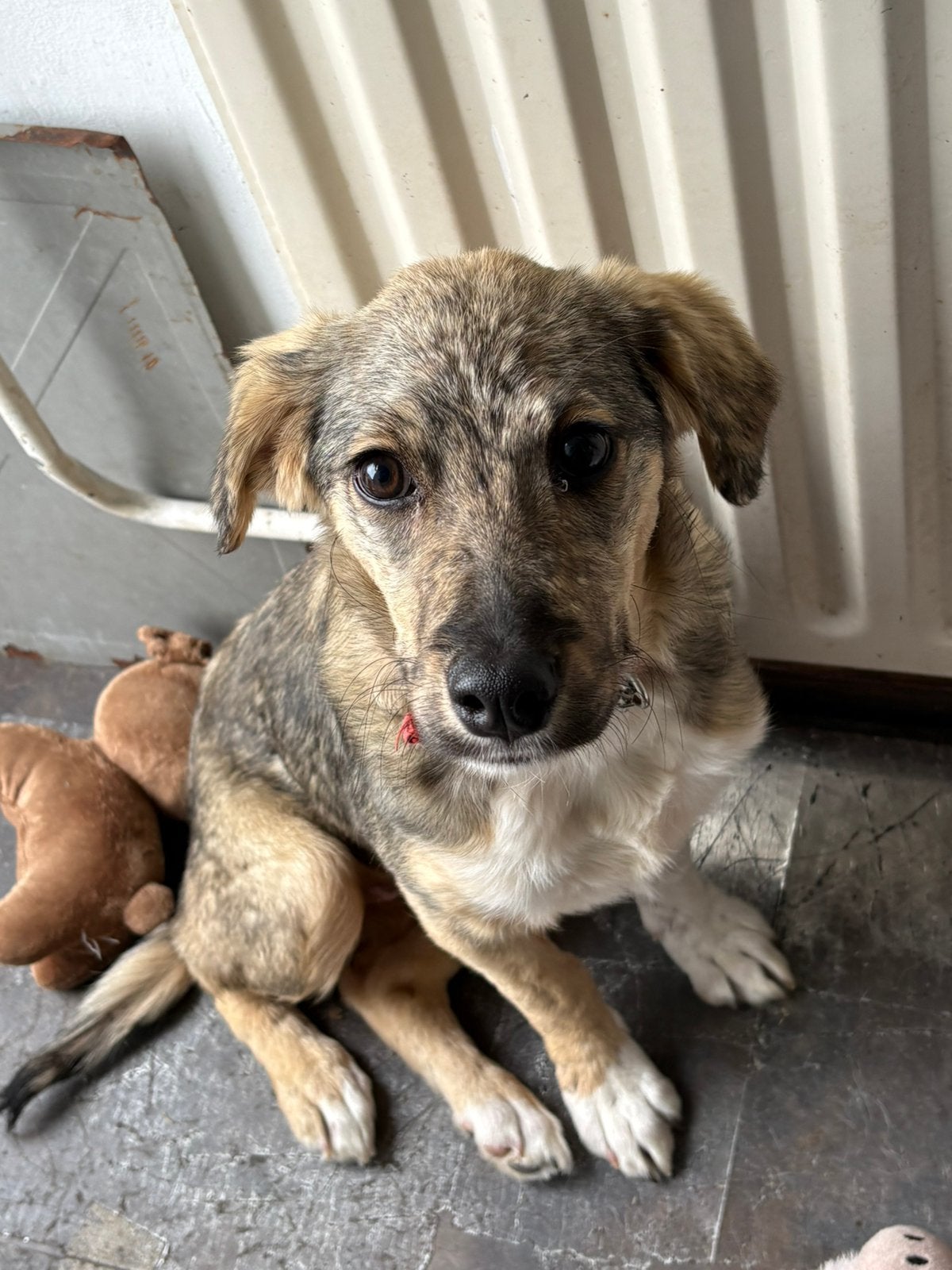 Ter adoptie lexy teefje 4 maanden oud, Particulier, 15 weken tot 1 jaar, Buitenland, Teef