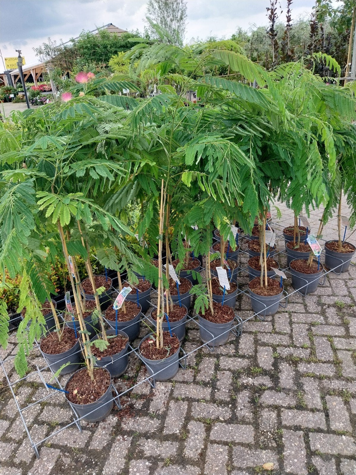 Albizia Ombrella - Perzische Slaapboom, Overige soorten, Zomer, Ophalen, Volle zon