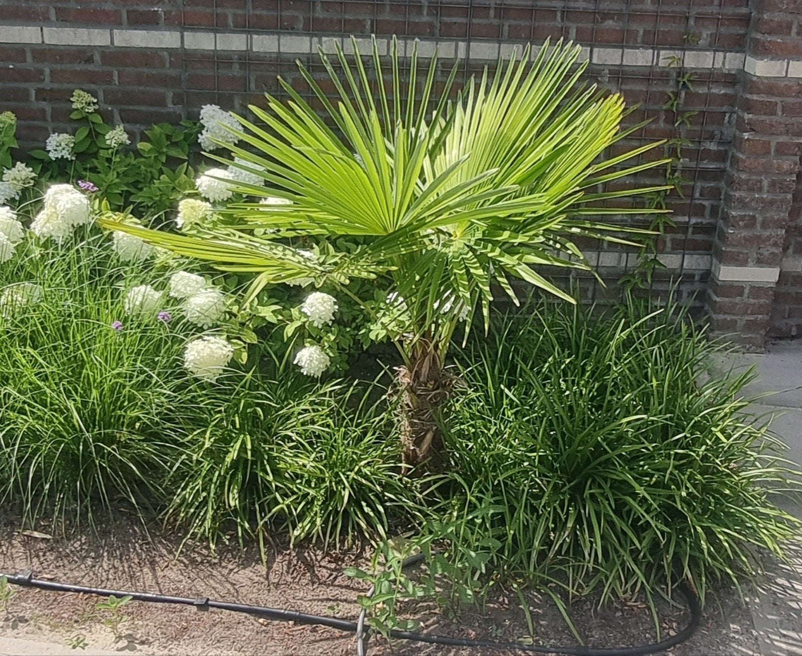 Mooie winterharde palmboom - Trachycarpus fortunei, Ophalen, Gehele jaar, Volle zon