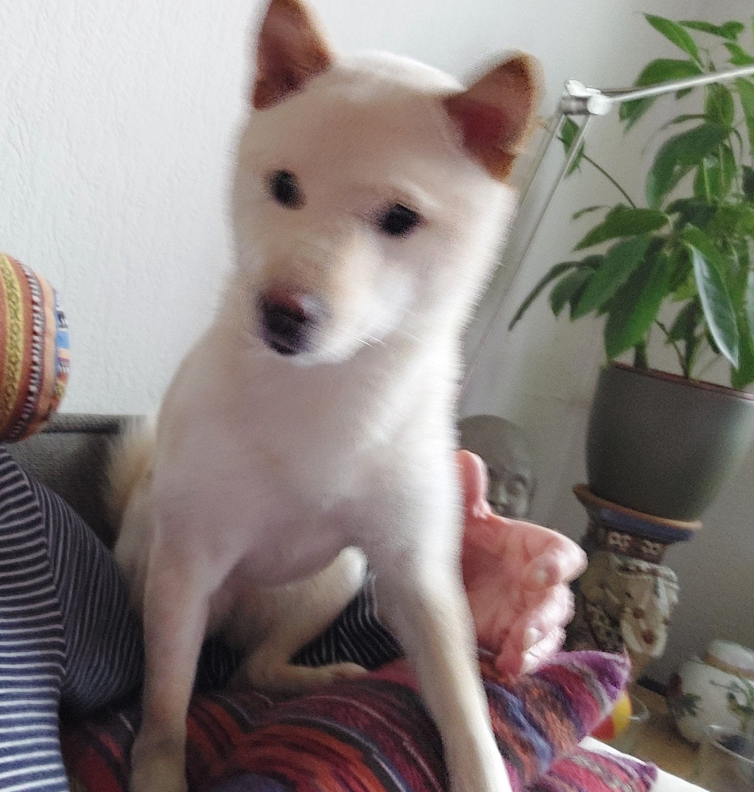Shiba Inu TEEFJE  pup 1 jaar, Dieren en Toebehoren, Honden | Poolhonden, Keeshonden en Oertypen, 15 weken tot 1 jaar, Overige rassen