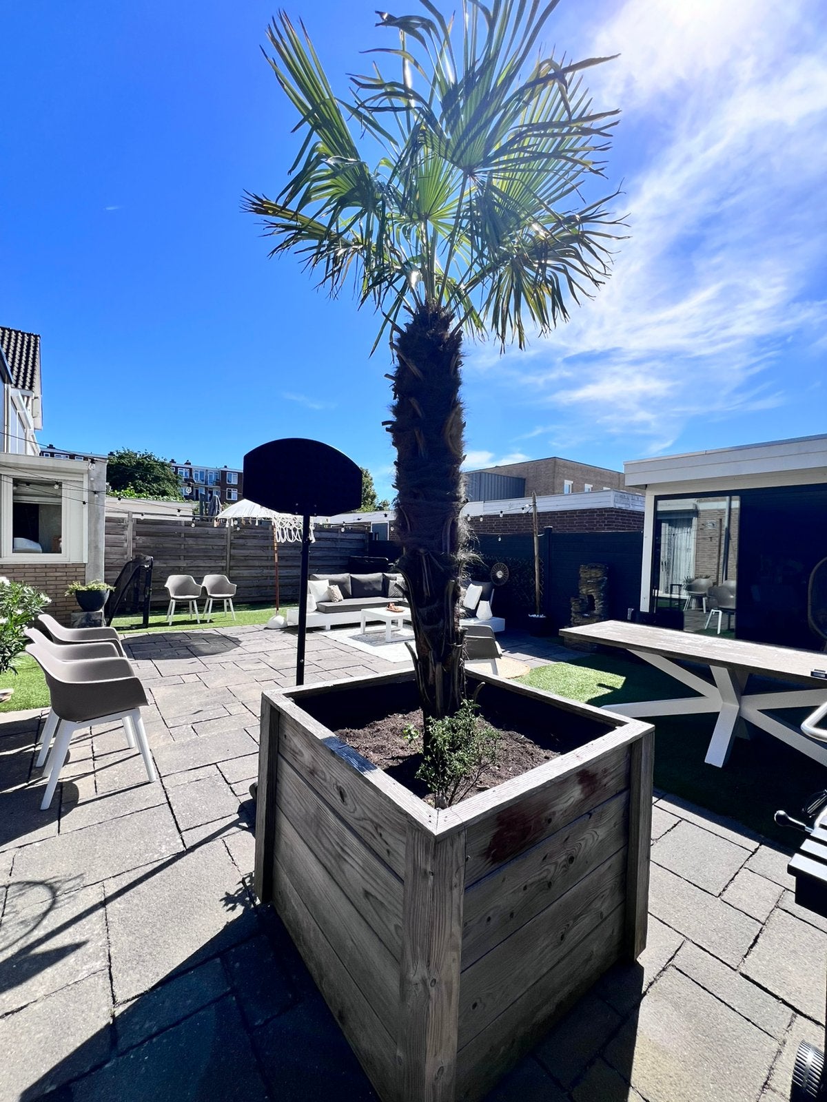 Palmboom groot, Volle zon, Ophalen of Verzenden, 100 tot 250 cm, Zomer