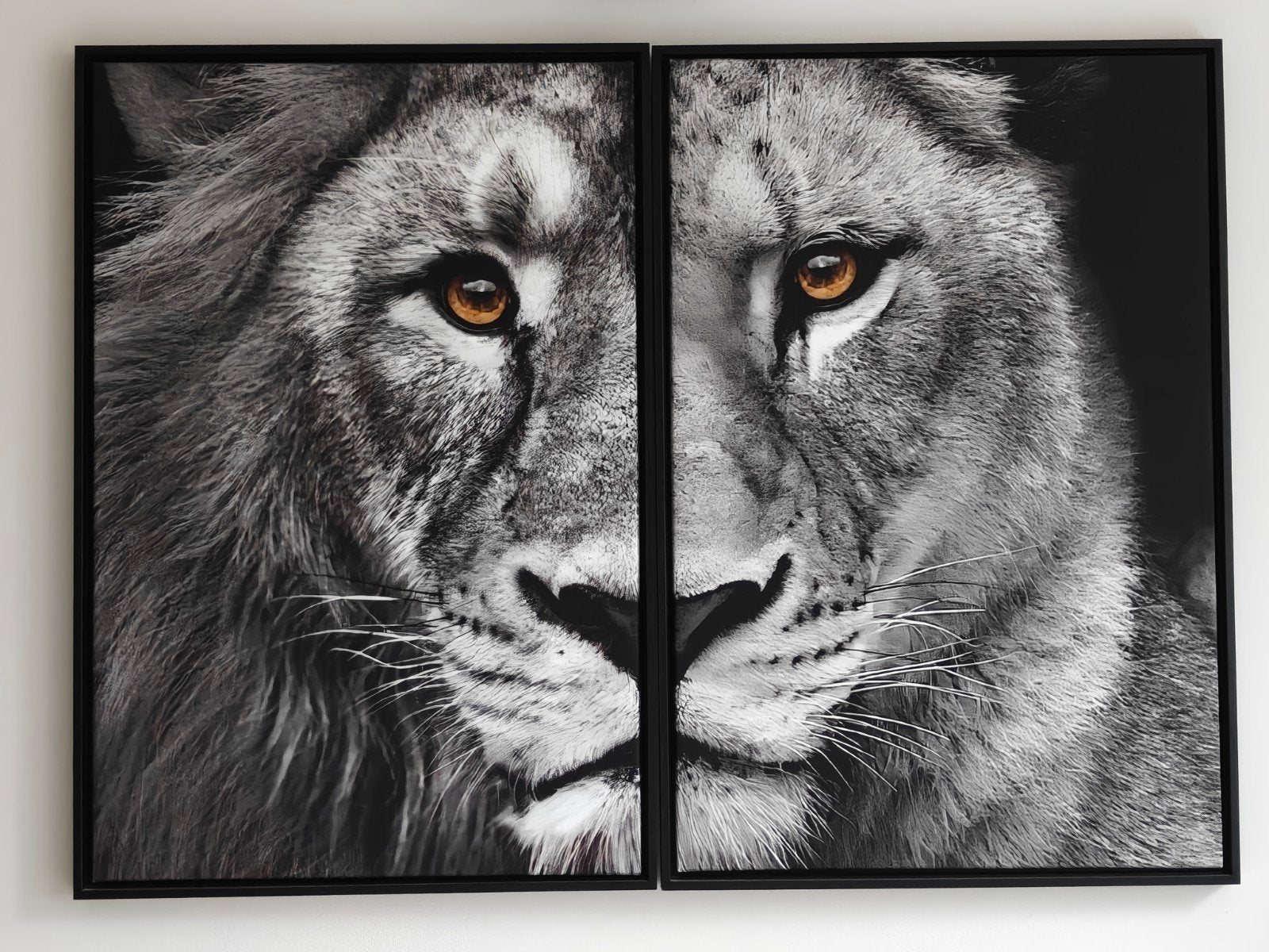 2x Schilderij op canvas met zwarte lijst: Leeuw en Leeuwin, Ophalen