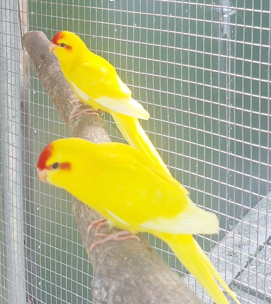 Kakariki's, Dieren en Toebehoren, Meerdere dieren, Parkiet