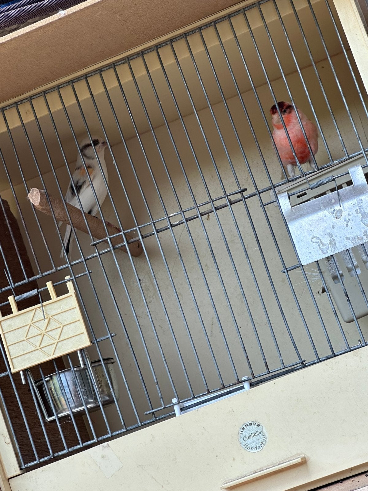 Gezond harlekijn kanarie koppel 60 euro 2025 jaar, Meerdere dieren, Postuurkanarie