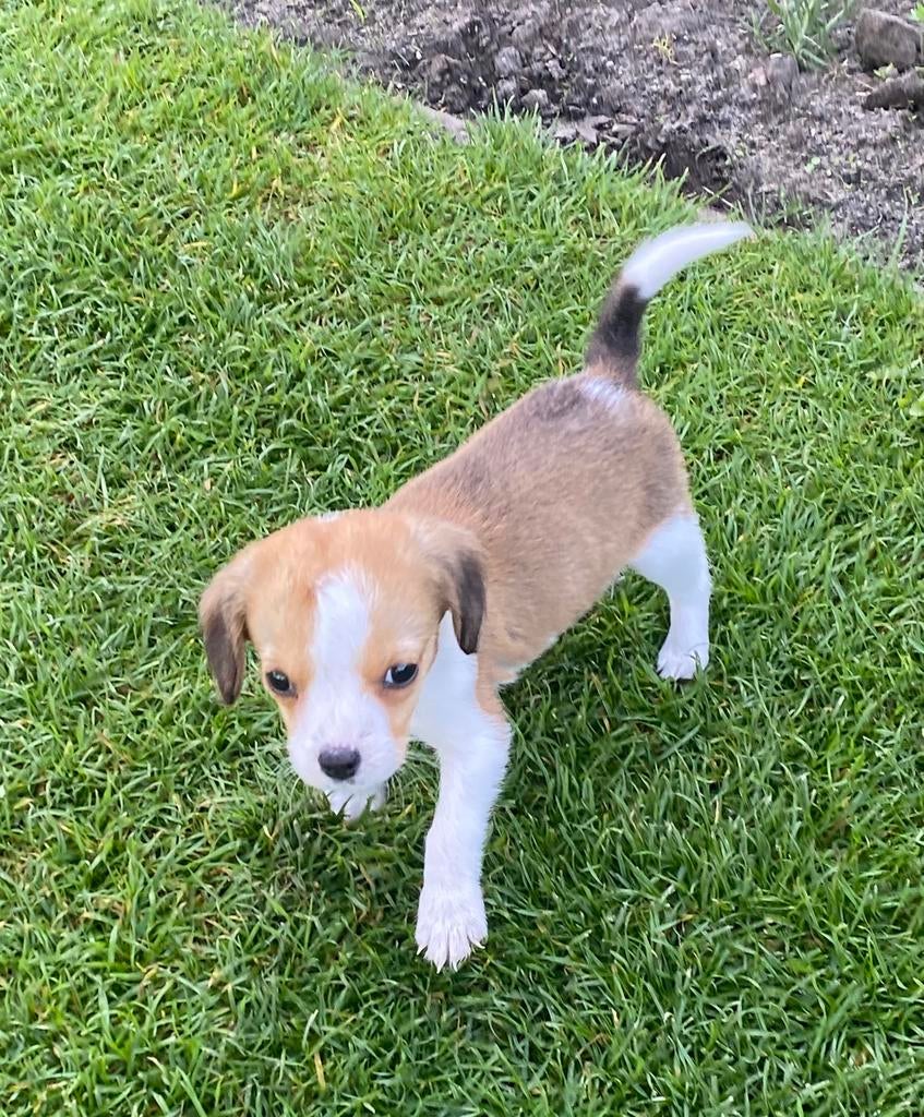 Hele mooie BEAGLE x KOOIKER pup - teefje, Parvo, Nederland, 8 tot 15 weken, Teef