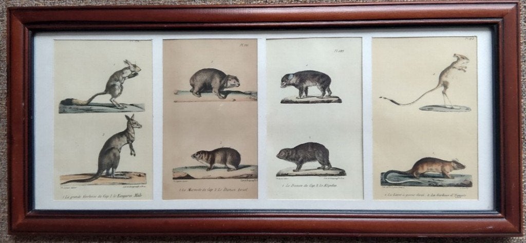 Buffon; Histoire Naturelle & Cuvier; Animal Kingdom mammalia, Antiek en Kunst, Kunst | Etsen en Gravures, 1800 - 1899, Ophalen of Verzenden
