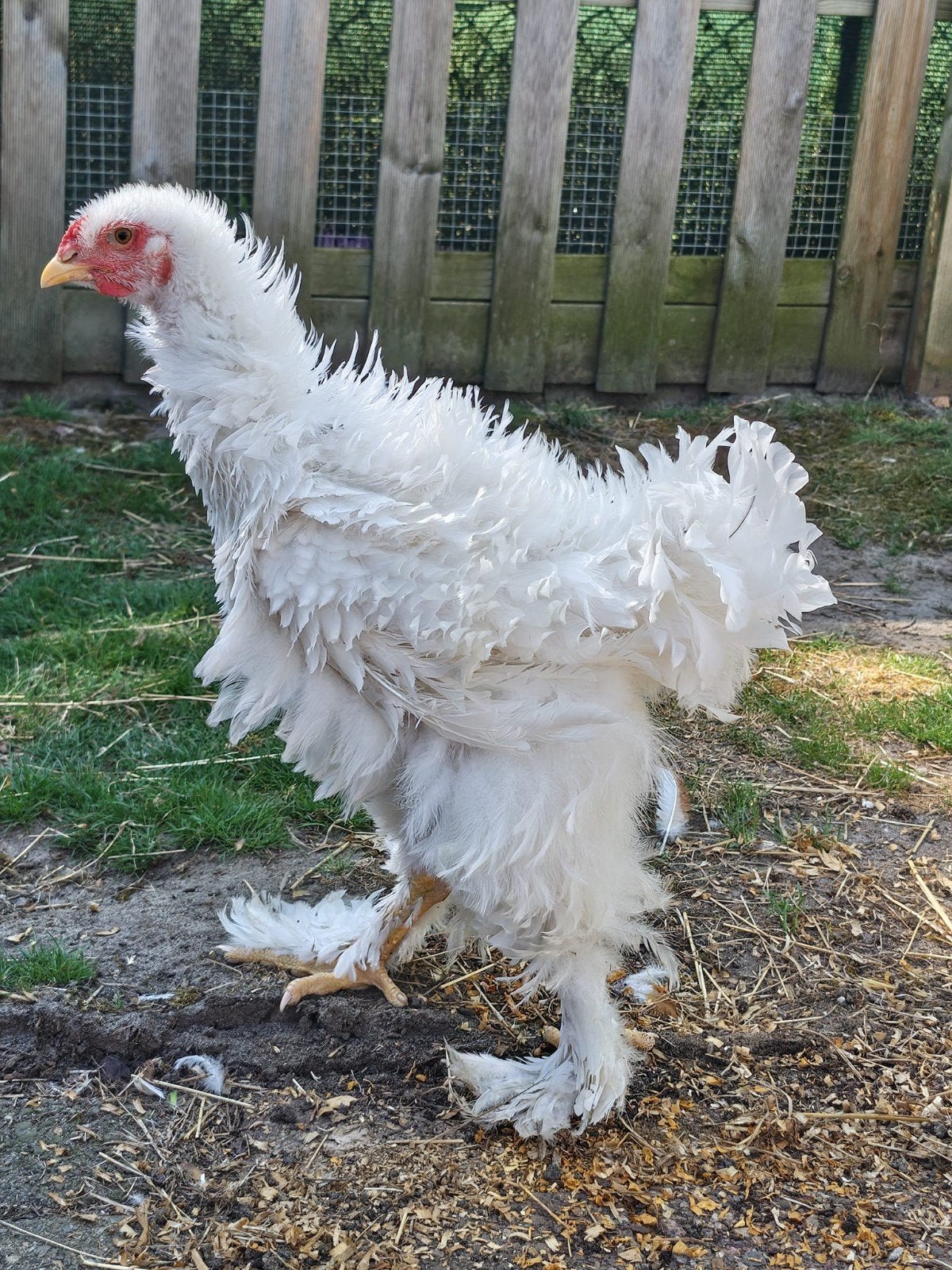 Brahma haan krul, Dieren en Toebehoren, Mannelijk, Kip