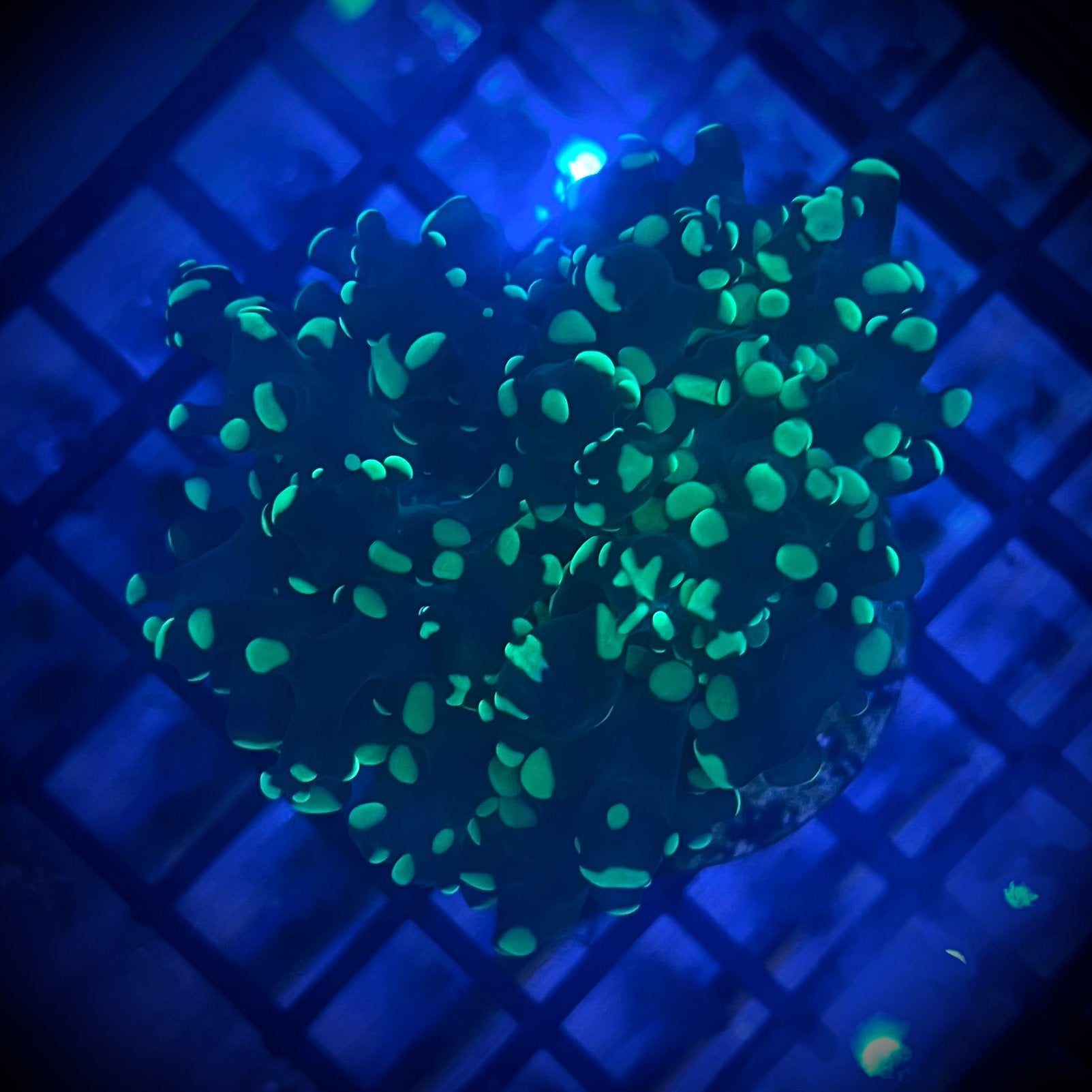1,5/2 kop Euphyllia paradivisa premium, Ophalen, Gevuld zeewateraquarium