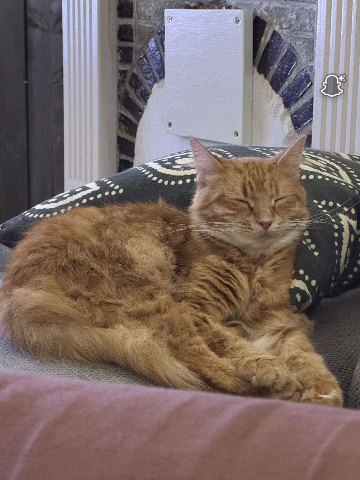 Lichte spoed, Maine Coon kruising poesje, Dieren en Toebehoren, Poes