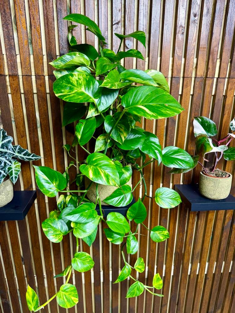 Epipremnum op mosstok - Goudrank, Overige soorten, In pot, Minder dan 100 cm, Groene kamerplant