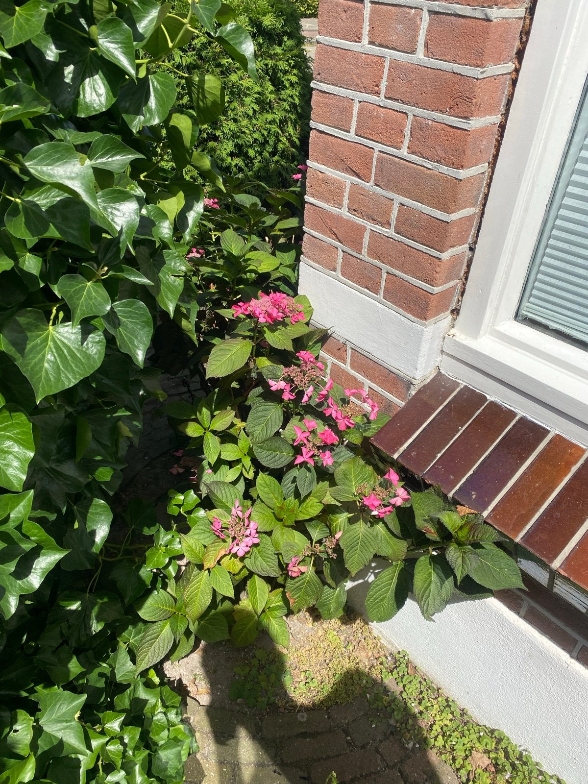 Roze Hortensia (Hydrangea) - Prachtige bloeier, Vaste plant, Halfschaduw, Zomer, Ophalen
