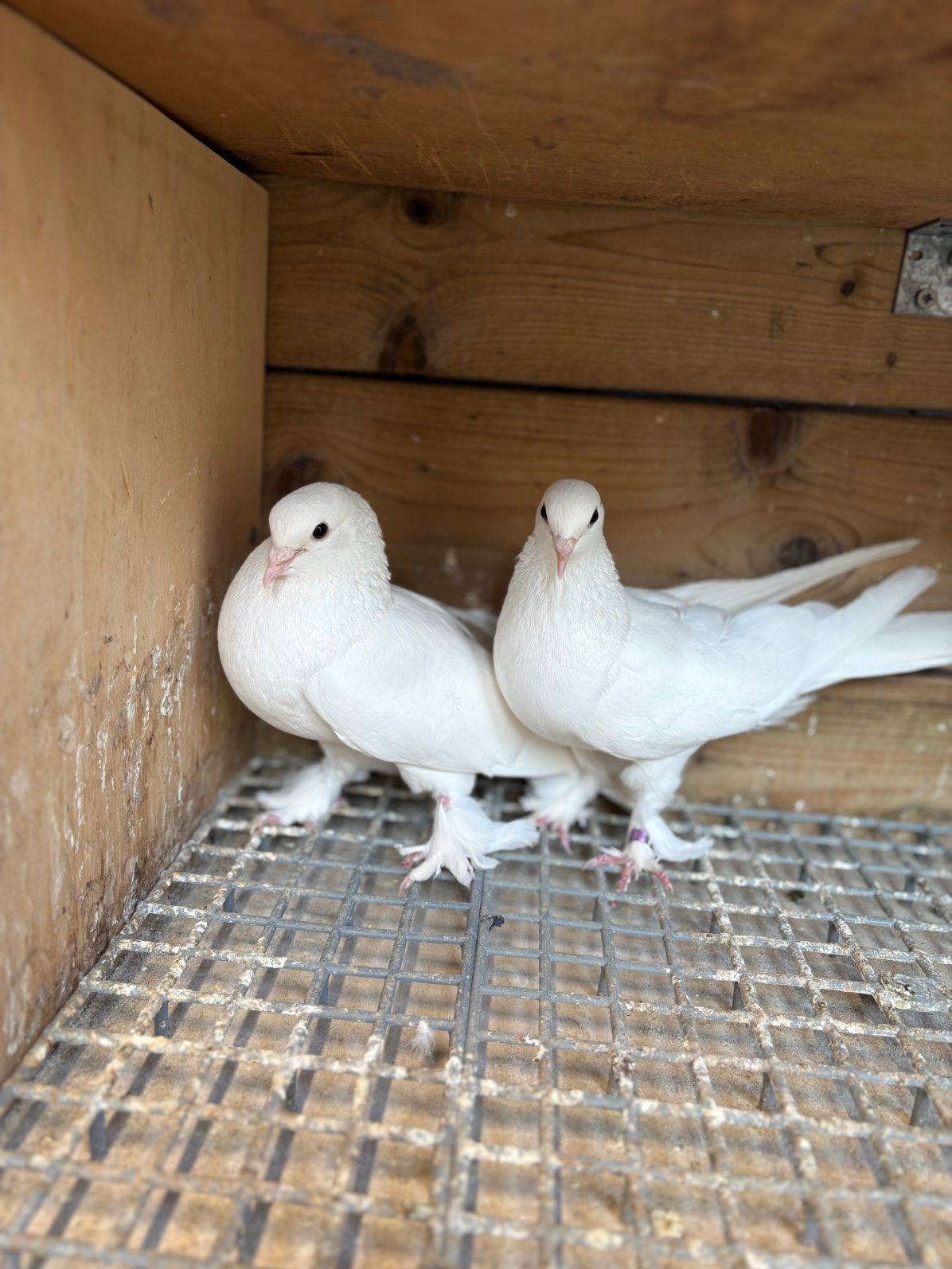 Takla wit, Dieren en Toebehoren, Vogels | Duiven, Meerdere dieren, Overige soorten
