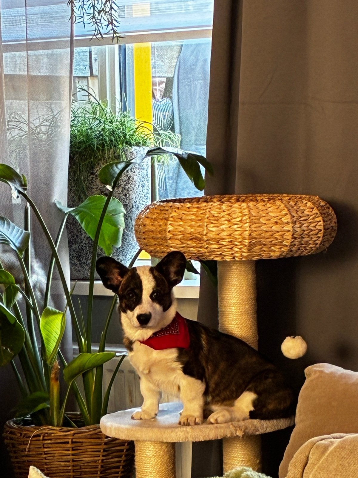 Welsh Corgi Cardigan️ Momo ️, Dieren en Toebehoren, Honden | Herdershonden en Veedrijvers, 15 weken tot 1 jaar, Overige rassen