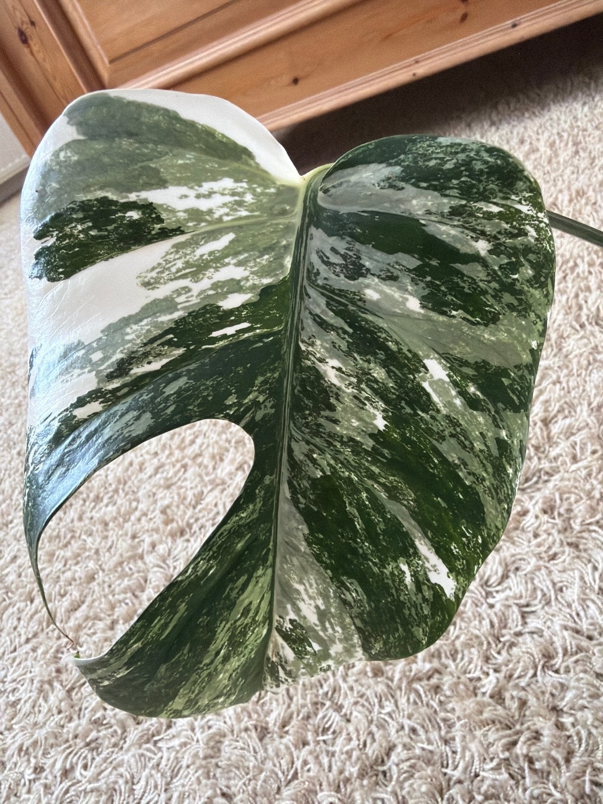 Monstera Albo Variegata, Huis en Inrichting, Ophalen of Verzenden, Halfschaduw, Minder dan 100 cm