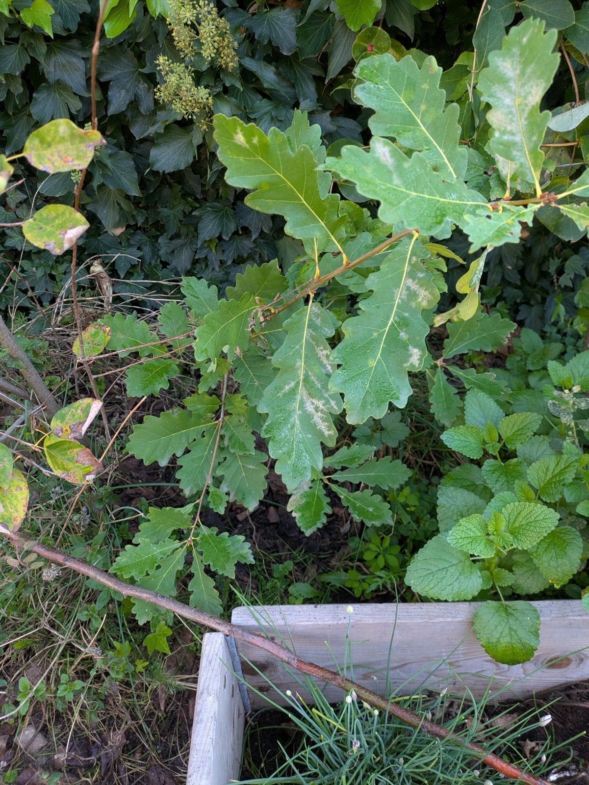 3 kleine eikenboompjes, Ophalen, Minder dan 100 cm, Overige soorten, Zomer